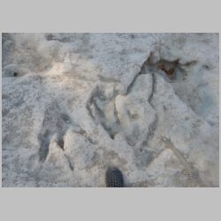 DSCN0225 Overlapping tracks.jpg